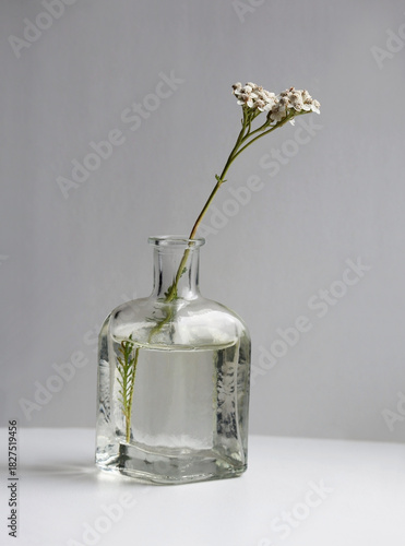 Minimalist country style still life with common yarrow flowers in small glass vase.