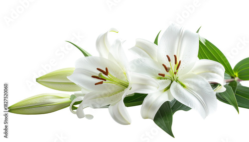 Close-up of a beautiful bouquet of white lilies of the valley on a white background