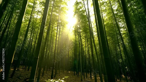 Sunlight filtering through a misty bamboo forest in the morning