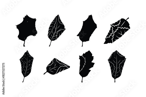 Dry Leaf Solid Silhouette Vector Set