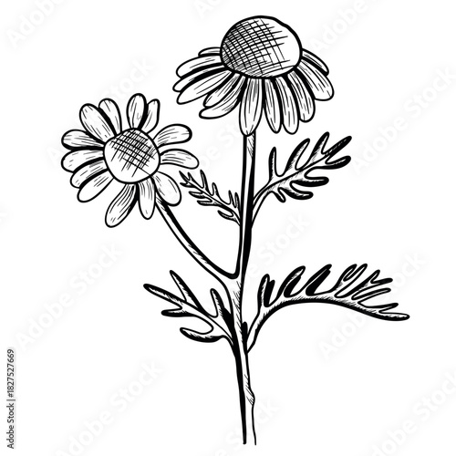 Vector illustration of chamomile flowers with stems and leaves. Hand-drawn icon in a botanical engraving style. Natural sketch of a chamomile flower.