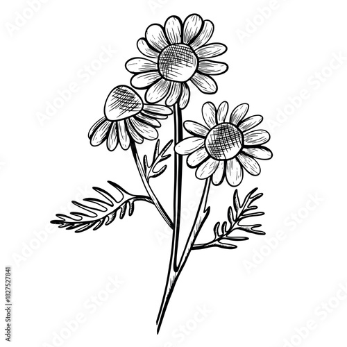 Vector illustration of three blooming chamomile flowers with stems and leaves. Hand-drawn icon in a botanical engraving style. Natural sketch of a chamomile flower.