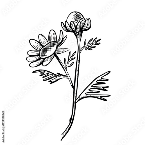 Vector illustration of a blooming and fading chamomile with stems and leaves. Hand-drawn icon in a botanical engraving style. Natural sketch of a chamomile flower.