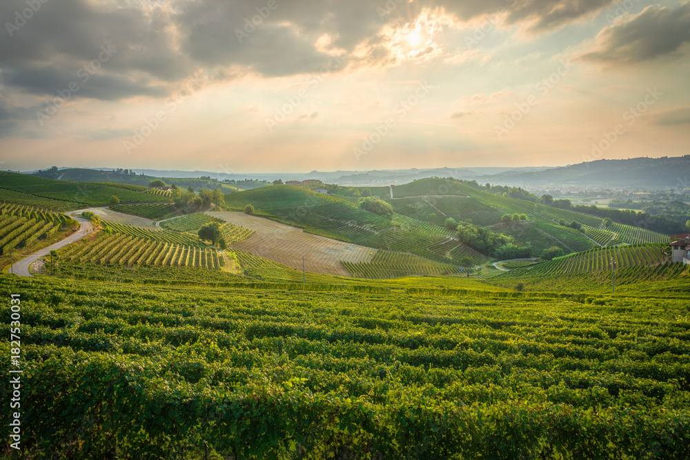 Naklejka premium Sunset Over Rolling Vineyards of Langhe near Barbaresco and Neive, Italy
