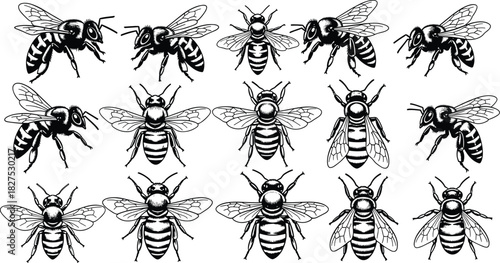 Collection of black and white line art illustrations of honey bees in various poses and perspectives