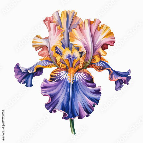 An exquisitely detailed and vividly colored iris flower, showcasing its unique petals and striking shades, symbolizing beauty and grace in nature's artwork.