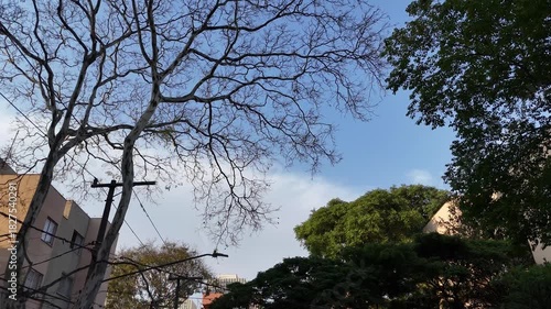 Wallpaper Mural Drone filming with the camera pointed upward on a quiet, tree-lined street in the western zone of São Paulo, near Villa-Lobos Park Torontodigital.ca