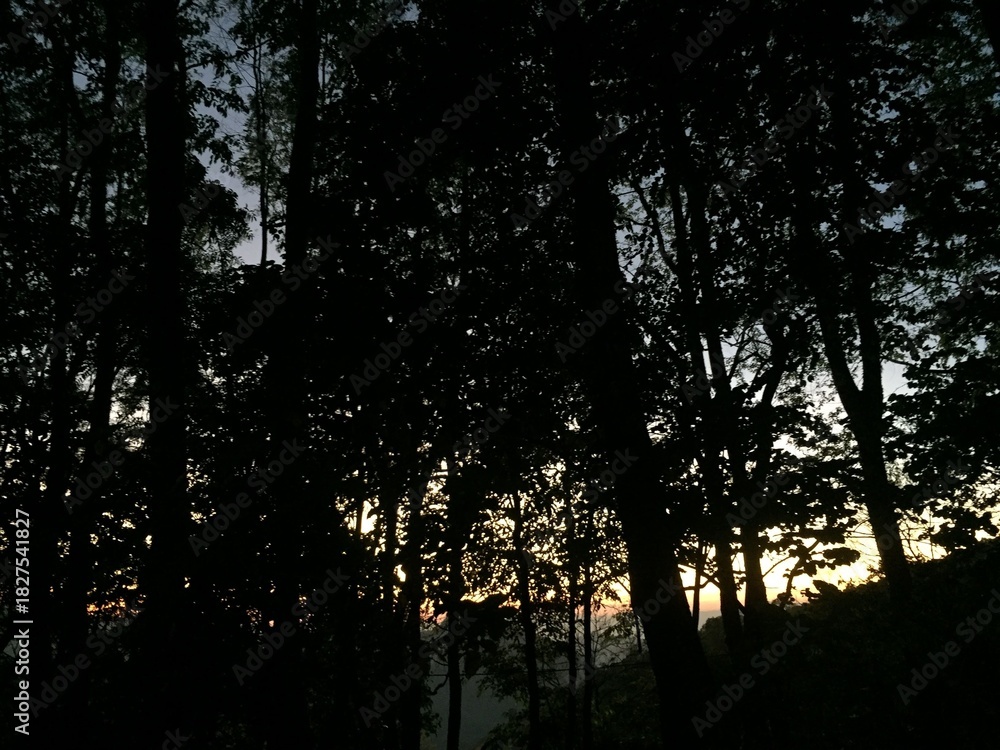 Naklejka premium Scenic Forest View with Sunset Sky