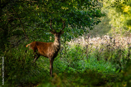 Fototapeta Naklejka Na Ścianę i Meble -  Samiec jelenia przechodzący w swoim naturalnym środowisku. Dzika przyroda w zaroślach