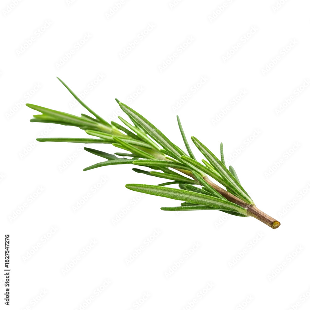 Fototapeta premium Fresh rosemary sprig isolated on transparent background.