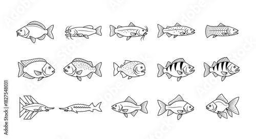 Collection of fifteen different fish illustrations, including carp, sturgeon, and goldfish, in a simple black and white line drawing style.