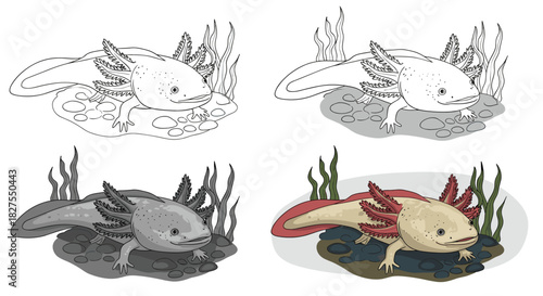 An educational graphic illustrating an axolotl in four distinct styles: simple outline, shaded, grayscale, and vibrant full color.