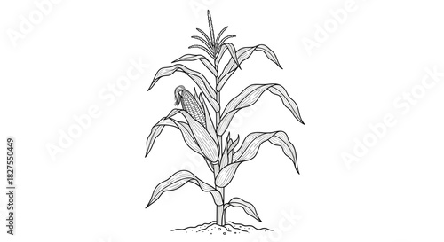 Detailed botanical illustration of a mature corn plant showing its prominent stalk, broad leaves, male tassel, and a developing ear of corn.