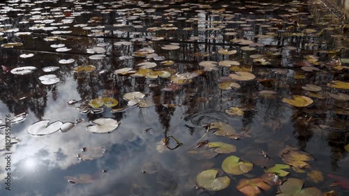 Close-up View of a Pond in an Aquatic Botanical Garden