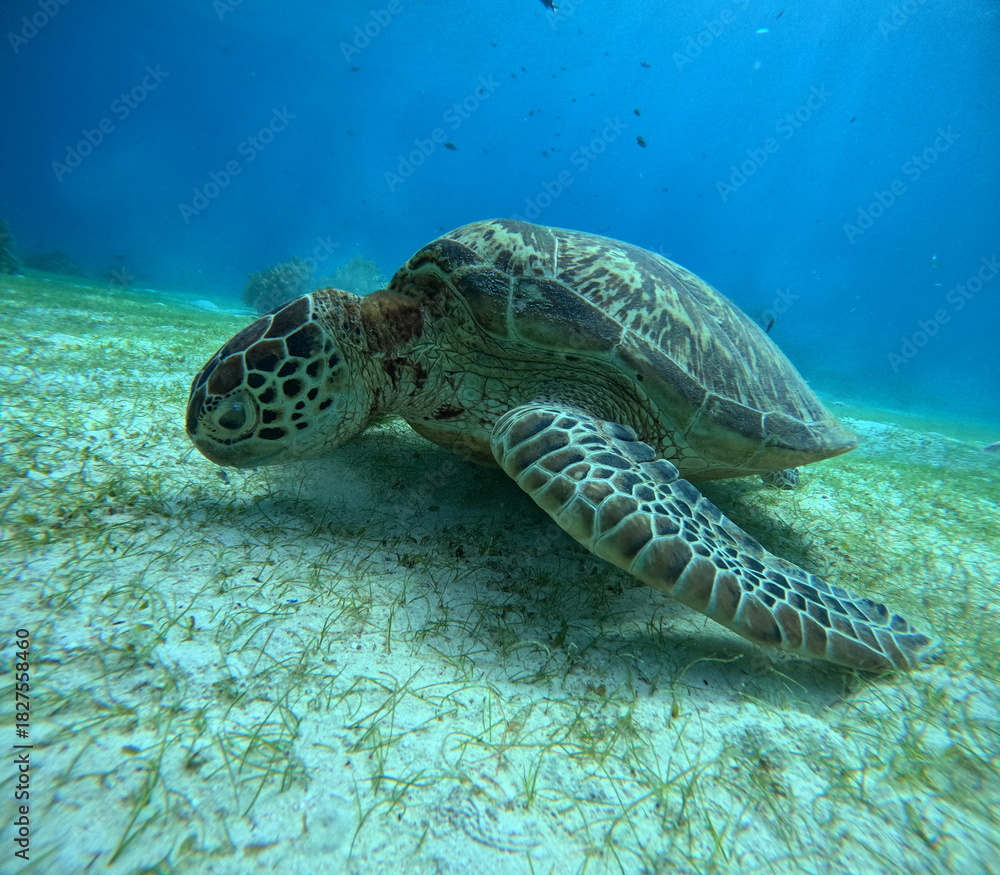Obraz premium A close-up underwater photo of a green sea turtle resting on the sandy seafloor near coral reefs. Captured while scuba diving, showcasing marine life and ocean wildlife.