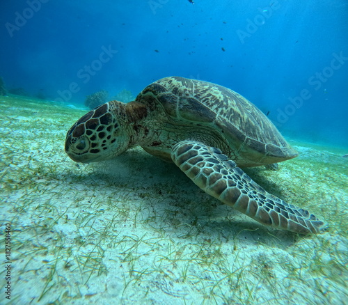 A close-up underwater photo of a green sea turtle resting on the sandy seafloor near coral reefs. Captured while scuba diving, showcasing marine life and ocean wildlife.