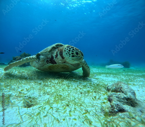 A close-up underwater photo of a green sea turtle resting on the sandy seafloor near coral reefs. Captured while scuba diving, showcasing marine life and ocean wildlife.