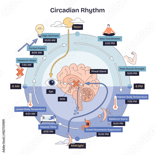 Circadian rhythm diagram maps the 24-hour body clock across day and night, linking hormones and functions, key objects, brain, eye, pineal gland. Doodle style diagram