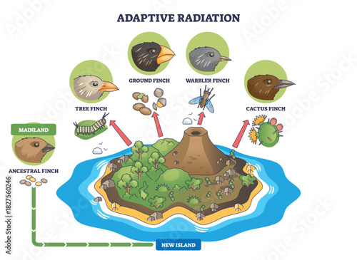Adaptive radiation brief outline shows finches diversifying on a new island, beaks, island habitat, and arrows depict niche evolution. Outline diagram