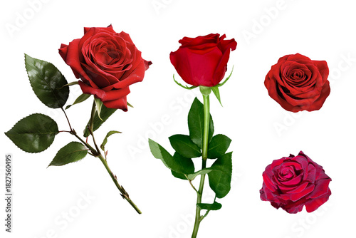 Romantic red roses set. Fresh blossom elements including top view and side view with stems for Valentine's Day or wedding floral design.