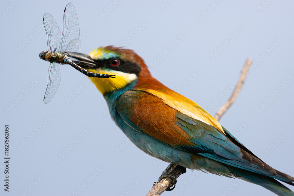 Obraz premium lilac breasted roller