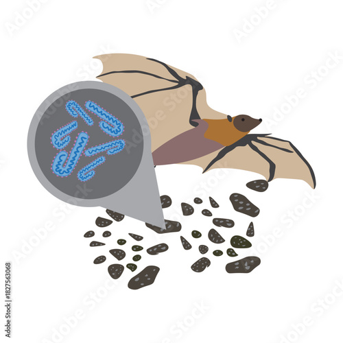 marburg virus in bat droppings