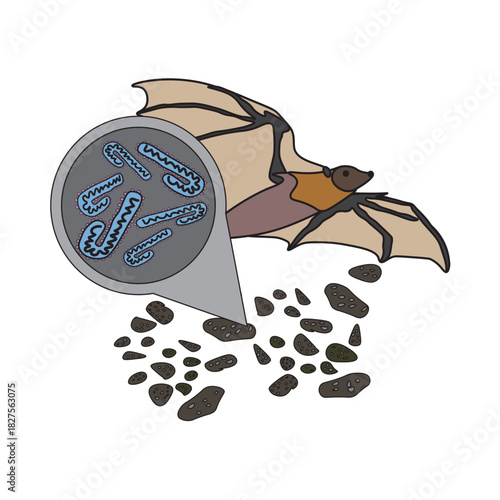 marburg virus in bat droppings