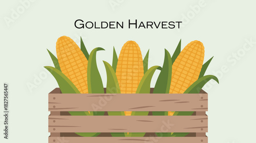 Wooden crate filled with freshly harvested golden corn cobs and green husks