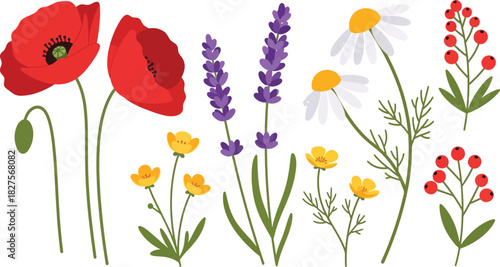 Wild meadow flower set in bright flat vector illustration style, suitable for nature graphics, patterns, and spring design