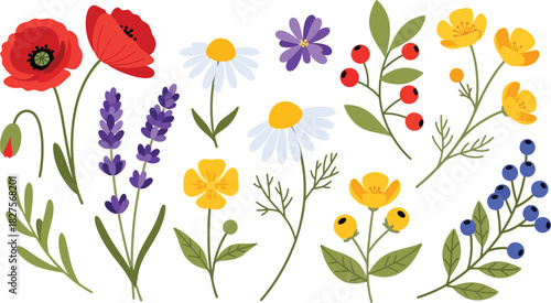 Wild meadow flower set in bright flat vector illustration style, suitable for nature graphics, patterns, and spring design