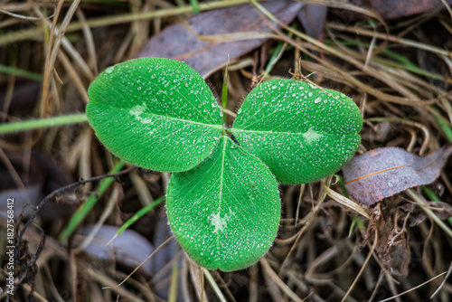 Green leaves on autumn grass