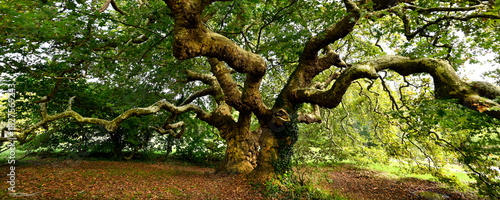 Platanes à missillac