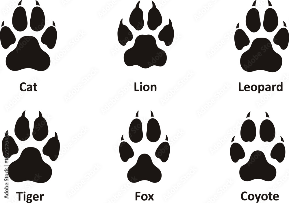 Fototapeta premium Animal Tracks Identification Guide Cat, Lion, Leopard, Tiger, Fox, and Coyote Prints