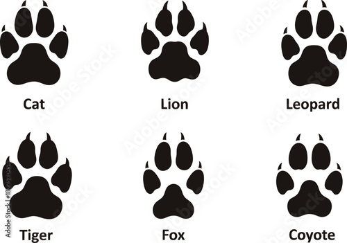 Animal Tracks Identification Guide Cat, Lion, Leopard, Tiger, Fox, and Coyote Prints