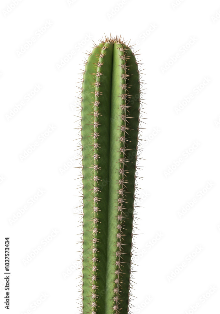 Naklejka premium A prominent, pristine, vibrantly green columnar cactus with distinct ribbed stems and light brown spines, in sharp focus, on a clean transparent background, concept of natural resilience and