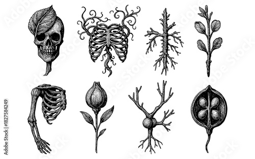 Vintage botanical anatomy art: skull, ribs, lungs, neurons, and plant elements
