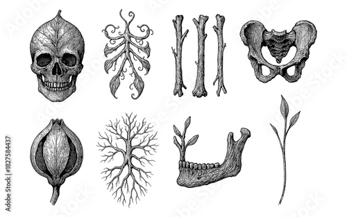 Intricate botanical and anatomical fusion: detailed pen drawings