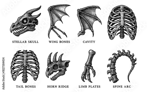Intricate black and white fantasy creature bones with labels for tattoo and design art