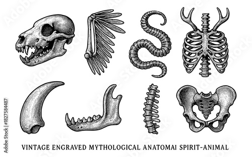 Vintage engraved mythological beast anatomy set
