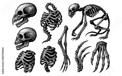 Intricate vintage skeleton artwork featuring skulls and bones in detailed engravings