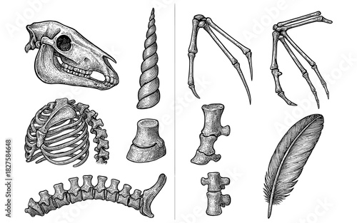Detailed hand-drawn animal skeleton and fossil parts with skull, bones, and feather