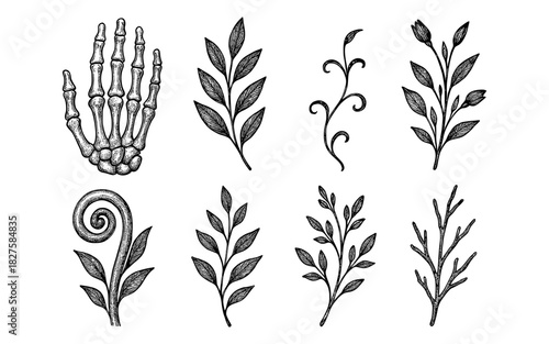 Vintage hand drawn botany and skeleton elements for decoration and design