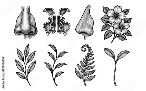Vintage botanical and human anatomy illustrations featuring nose and leaves