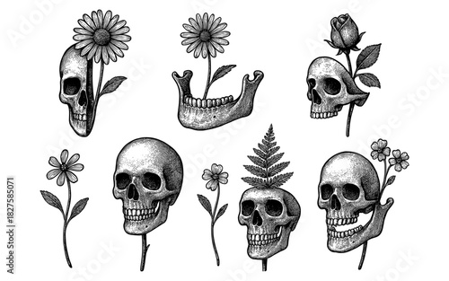 Intricate skull and floral illustrations with a vintage etching design