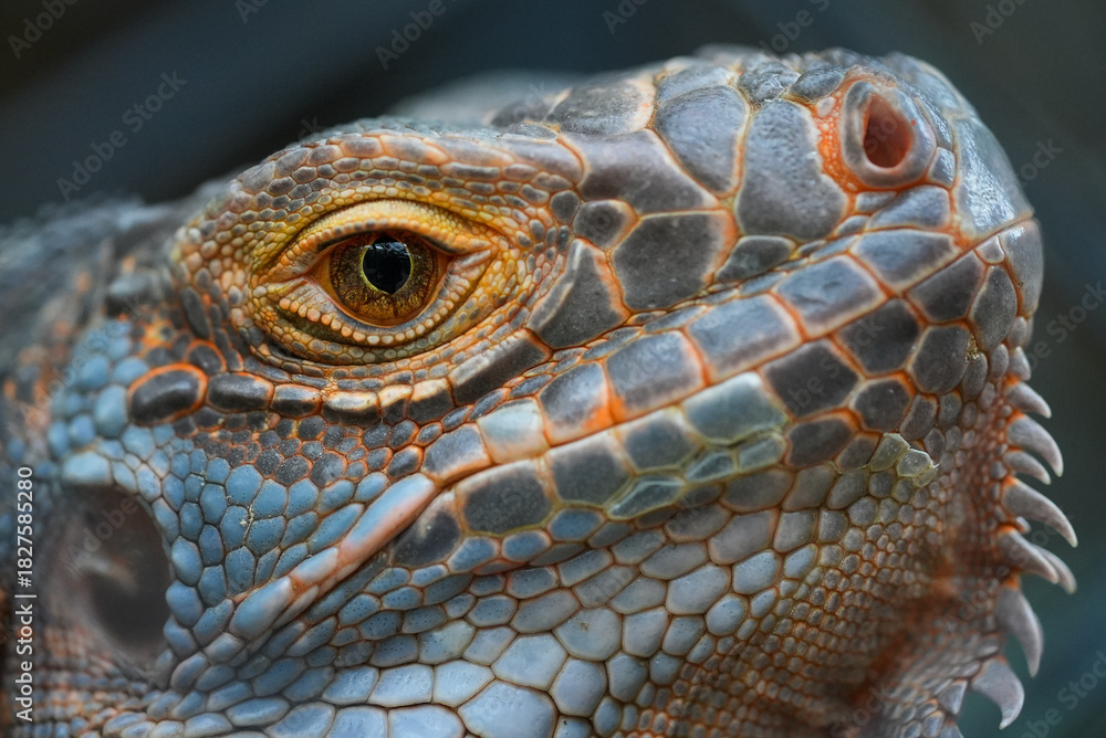 Fototapeta premium Green Iguana face close up, Green Iguana skin texture macro, Green Iguana wildlife portrait