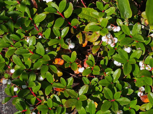 シラタマノキ 果実