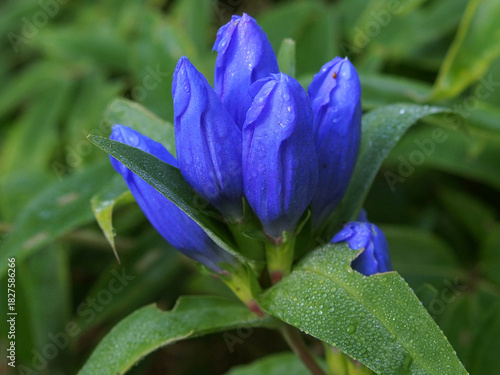 オヤマリンドウ