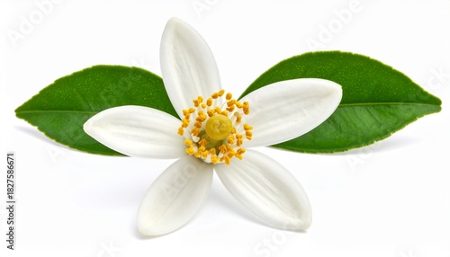 Close up of an orange blossom with white petals and yellow stamens, isolated on a white background