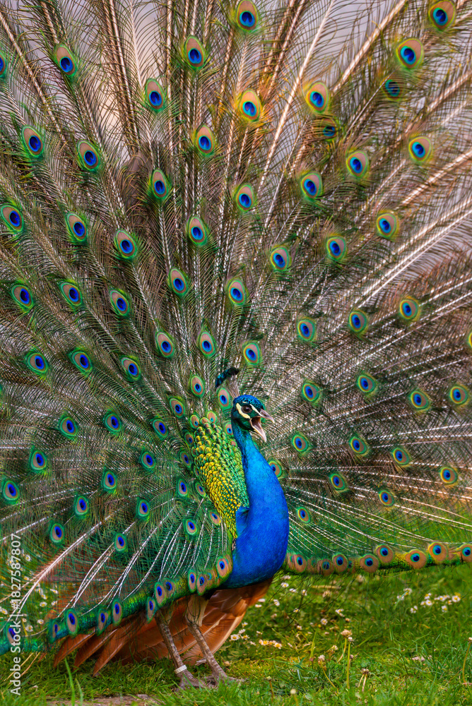 Obraz premium peacock with feathers