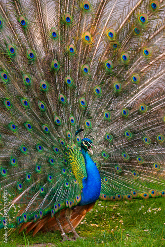 peacock with feathers